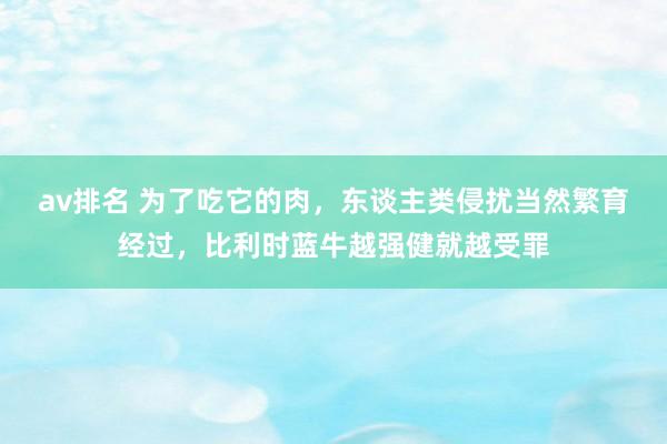 av排名 为了吃它的肉，东谈主类侵扰当然繁育经过，比利时蓝牛越强健就越受罪